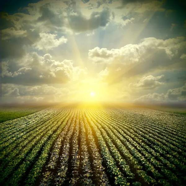 Мелкое капустное поле с небом — стоковое фото