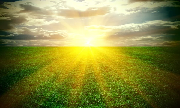 Tüm gökyüzü günbatımı üzerinde ince bir yeşil çayır — Stok fotoğraf