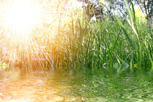 Verse gras met zonsondergang close-up — Stockfoto