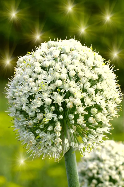 Το λουλούδι κρεμμύδι το πράσινο φόντο με αστέρια — Φωτογραφία Αρχείου