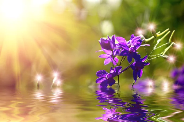 Campo de flores ao pôr do sol refletindo na água — Fotografia de Stock