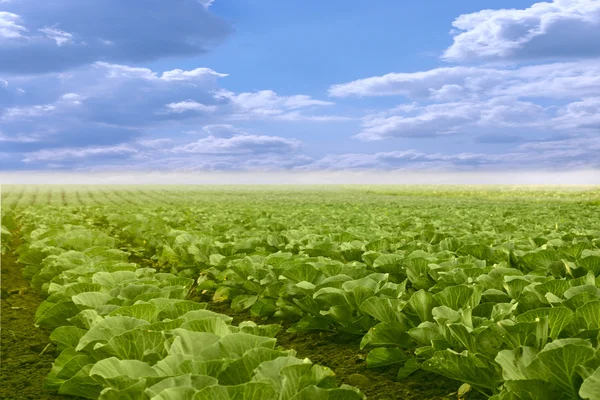 Grönsaker som växer på ett fält i sommar — Stockfoto