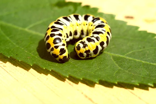Macro of caterpillar on green — Stock Photo, Image