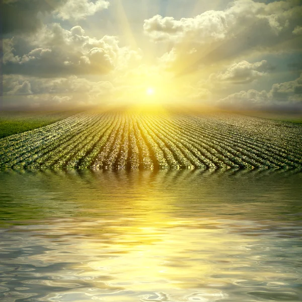 O campo de repolho perfeito com o céu refletido na água — Fotografia de Stock