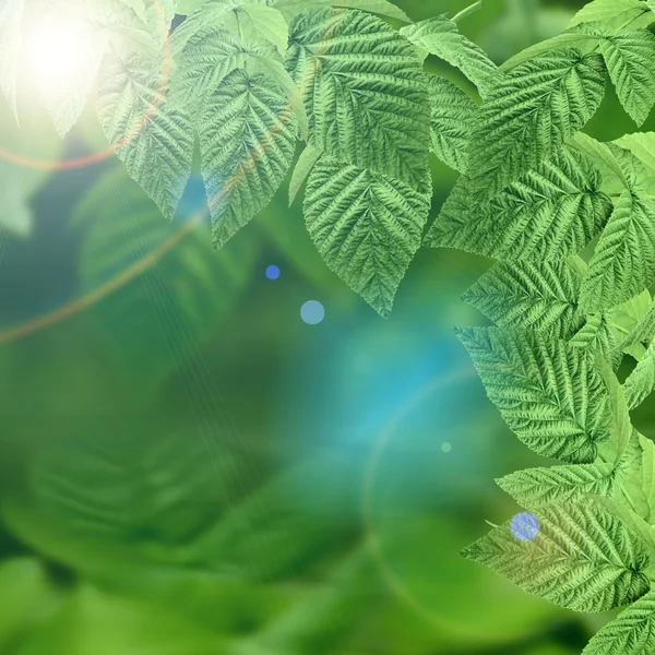 Natural green background — Stock Photo, Image