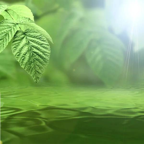 Naturlig grön bakgrund avspeglar i vatten — Stockfoto