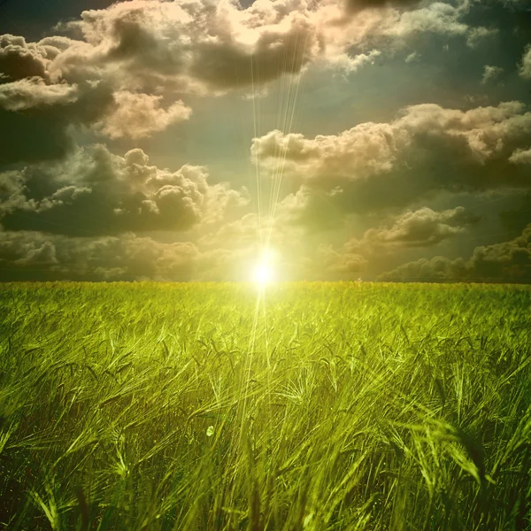 Grönt fält och solnedgång — Stockfoto