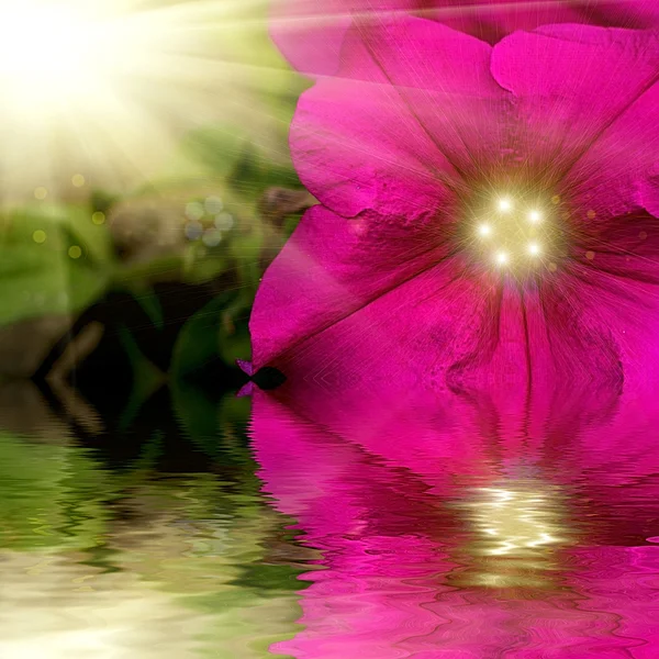 Petunia flower design.With copy-space reflacted in water — Stock Photo, Image