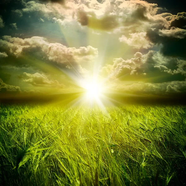 Поле пшениці і хмари в небі — стокове фото