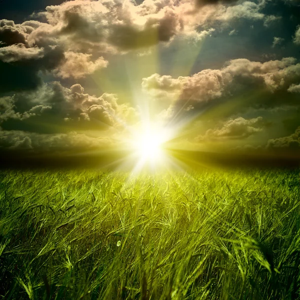 小麦と空に浮かぶ雲のフィールド — ストック写真