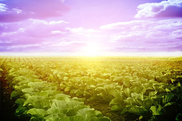 Gemüse, das im Sommer auf einem Feld wächst — Stockfoto