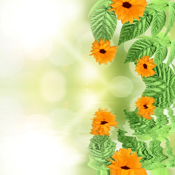 Groene backgroundwith zomerbloemen weerspiegeld in water — Stockfoto