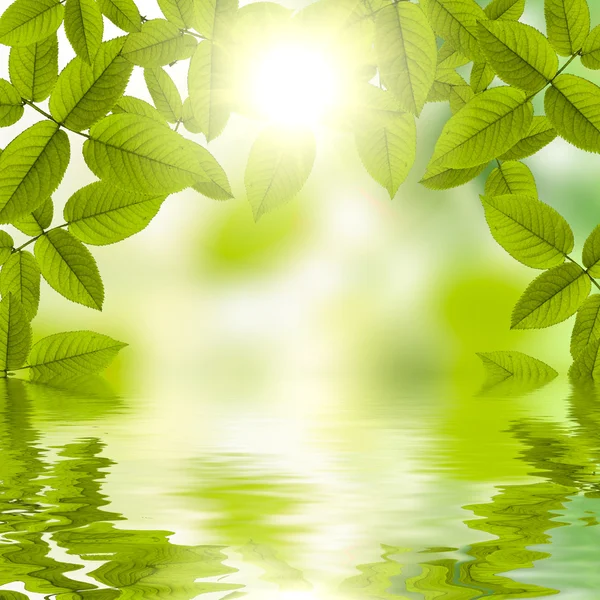 Fondo verde veraniego natural con reflejo de sol en el agua — Foto de Stock