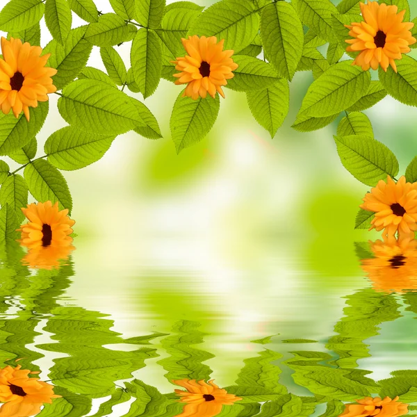 Verão natural fundo verde com sol refletindo na água — Fotografia de Stock