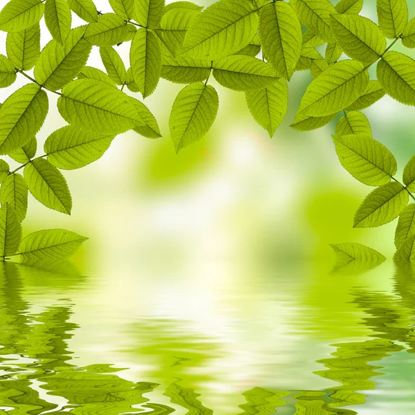 水に反射する太陽と自然夏緑の背景 — ストック写真