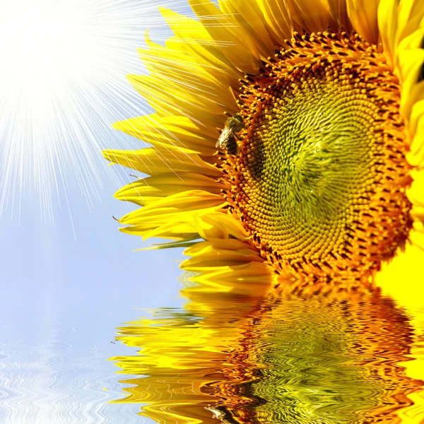 Close-up of sun flower on the sanset background reflecting in water — Stock Photo, Image