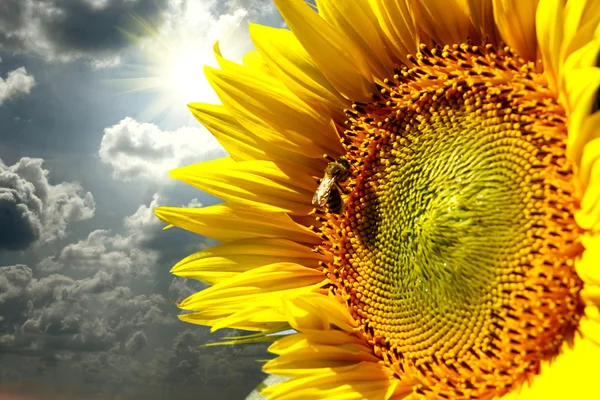 Close-up of sun flower on the sanset background — Stock Photo, Image