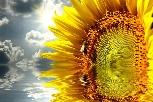 Nahaufnahme einer Sonnenblume auf dem Hintergrund des Sanset, die sich im Wasser spiegelt — Stockfoto