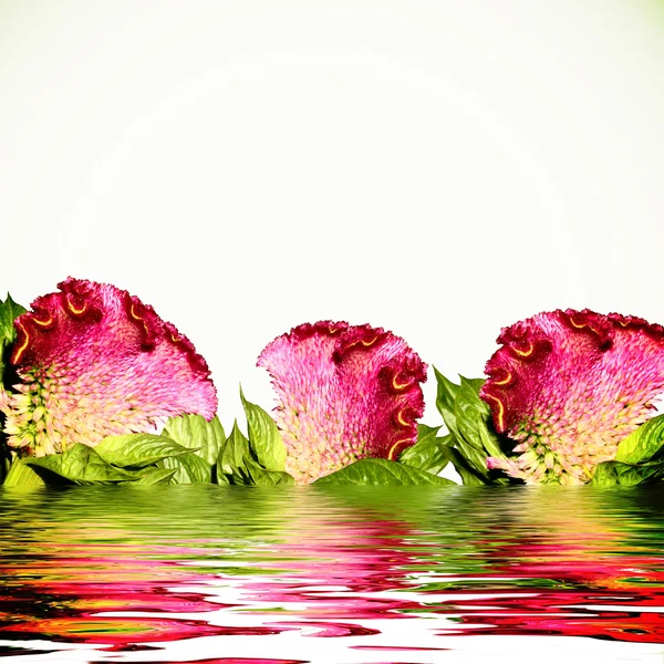Oddział świeżych kwiatów zelosia, miejsce i płytkie dept — Zdjęcie stockowe