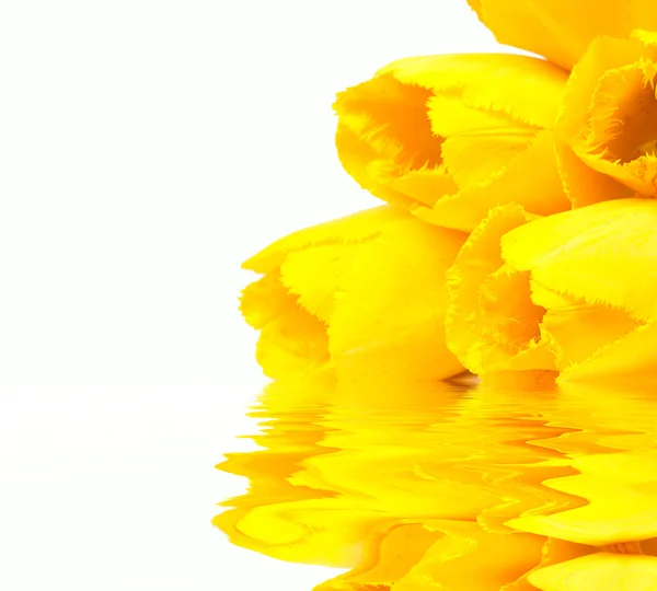 Beautiful spring flowers tulips reflecting in water — Stock Photo, Image