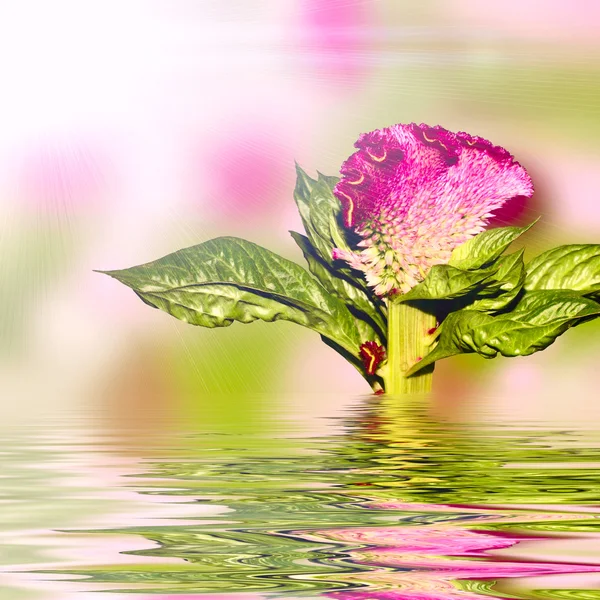 Arka tarafta suya yansıtan güneş ile zelisia çiçek — Stok fotoğraf