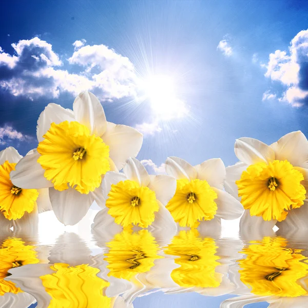 Beautiful spring flowers on the sky background reflacting in water — Stock Photo, Image