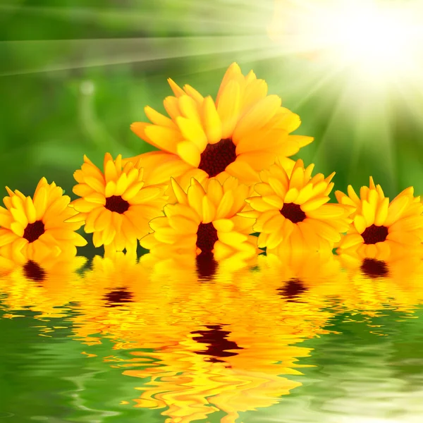 Mooie bloemen border.flower ontwerp weerspiegeld in water — Stockfoto