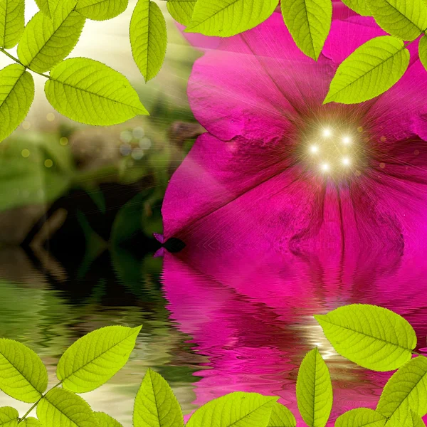 Flower with sun on back side reflecting in water — Stock Photo, Image