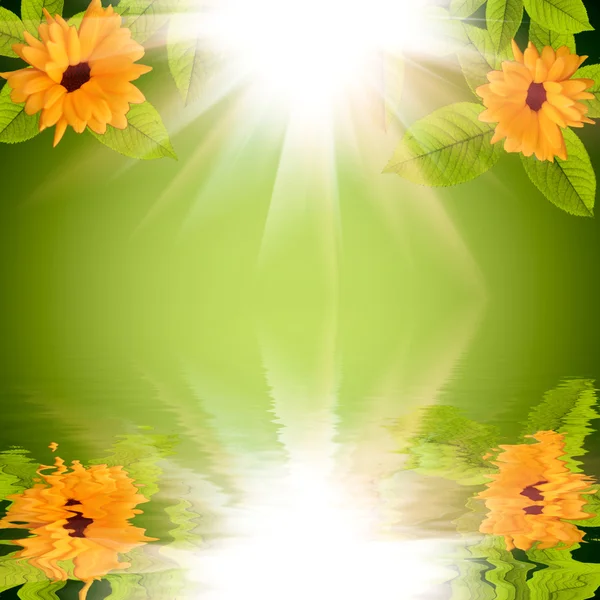 Natural green background with flowers and sun reflected in water — Stock Photo, Image