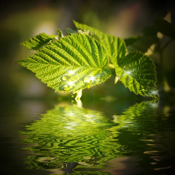 Mooie water druppels op een blad weerspiegeld in water — Stockfoto