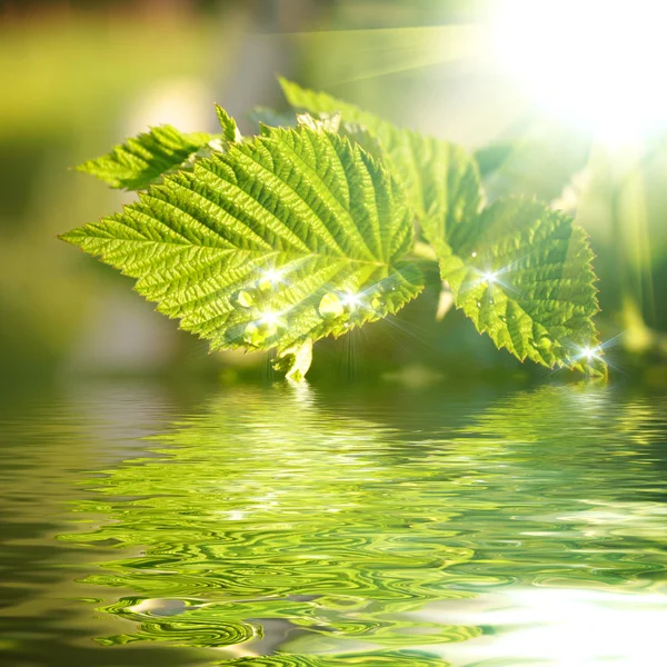 Όμορφη νερό πέφτει σε ένα φύλλο με ήλιο που καθρεφτίζονται στο νερό — Φωτογραφία Αρχείου
