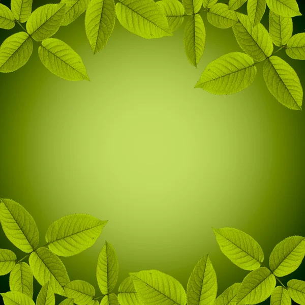 Natuurlijke groene achtergrond — Stockfoto
