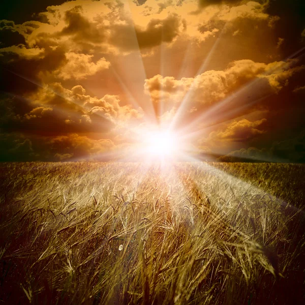 Pšeničné pole a západ slunce — Stock fotografie