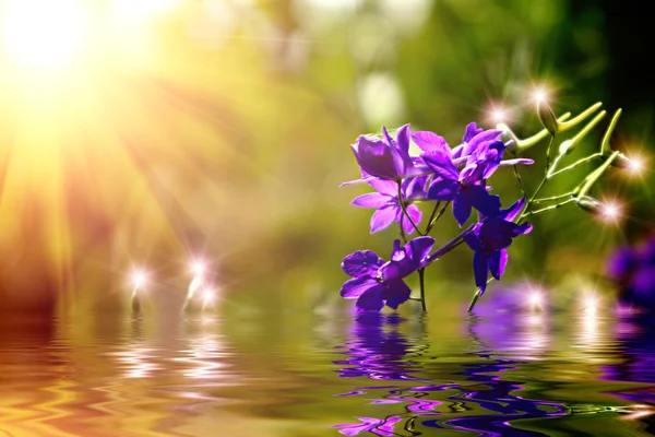 Květinové pole v západu slunce, což se odráží ve vodě — Stock fotografie