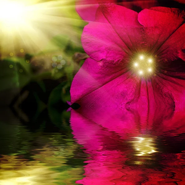Petunia flor grange design.With cópia-espaço refletido na água — Fotografia de Stock