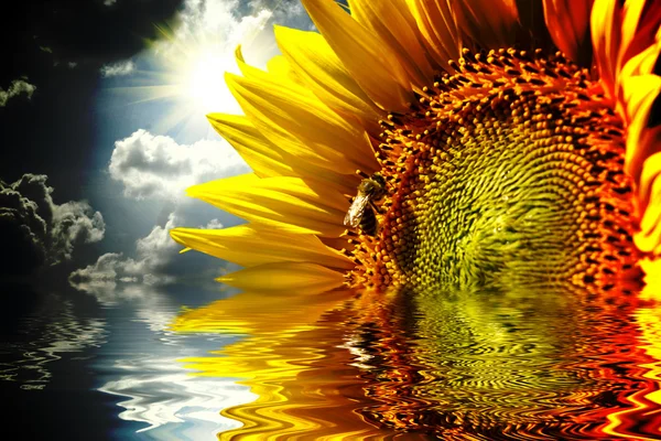 Close-up of sun flower on the sanset background — Stock Photo, Image