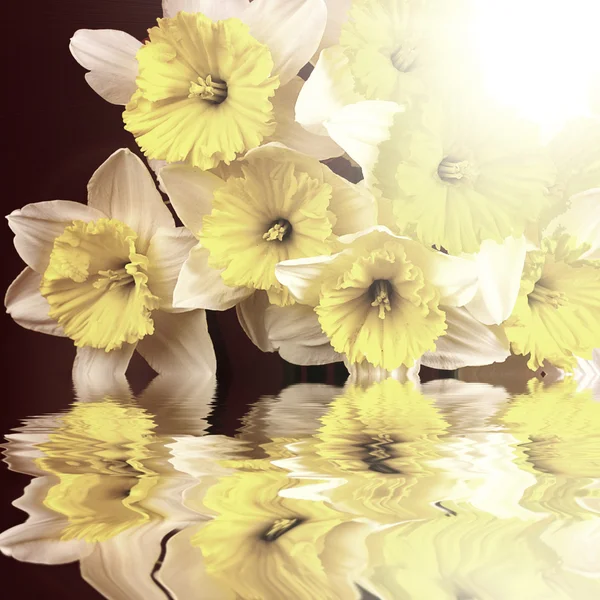 Bellissimi fiori primaverili che si riflettono in acqua — Foto Stock