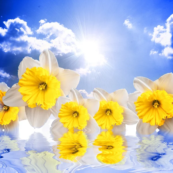 Hermosas flores de primavera en el fondo del cielo que reflejan en wat — Foto de Stock