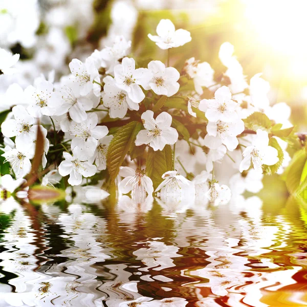 Krásné bílé květy se odráží ve vodě — Stock fotografie