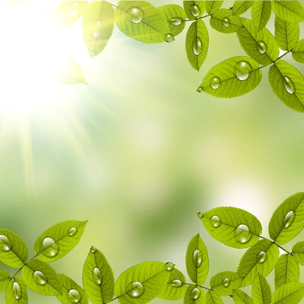 Hermosas hojas verdes con gotas de agua — Foto de Stock