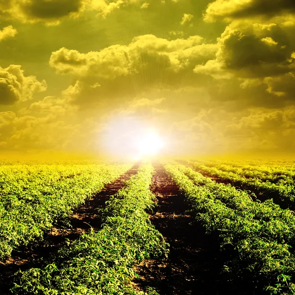 Tomato field and sun — Stock Photo, Image