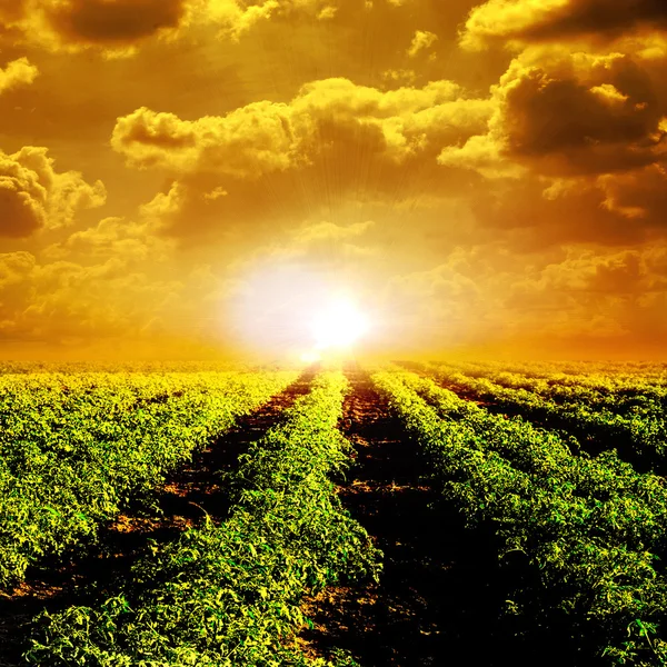 Tomatenfeld und Sonne — Stockfoto
