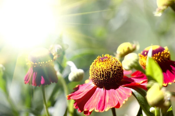 Летние полевые цветы в солнечном свете — стоковое фото