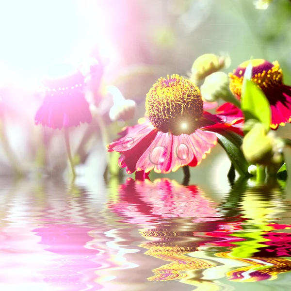 Flores silvestres de verão à luz do sol — Fotografia de Stock