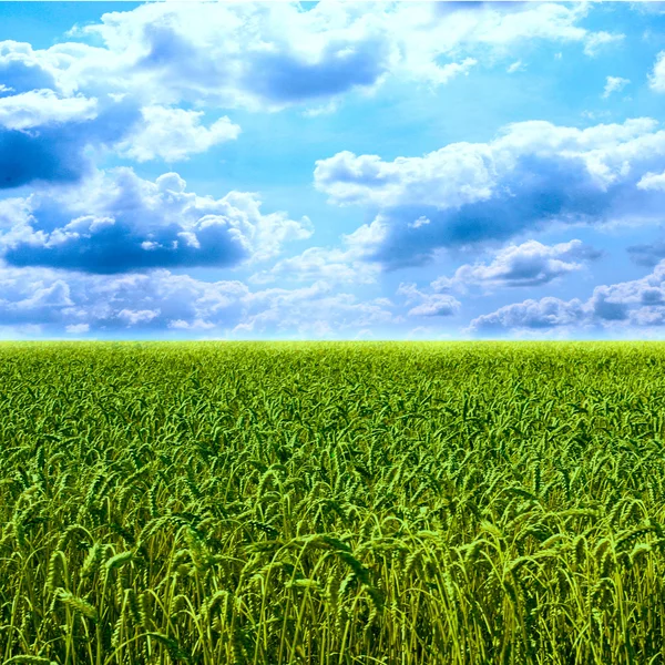 Campo de trigo verde colorido bonito — Fotografia de Stock