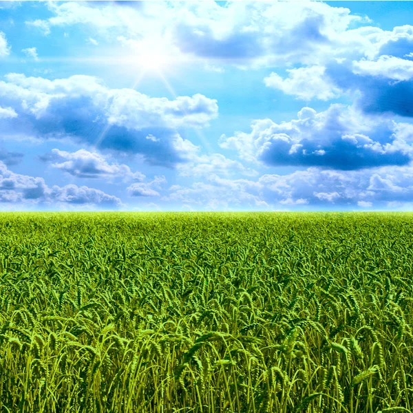 Campo de trigo verde colorido bonito — Fotografia de Stock