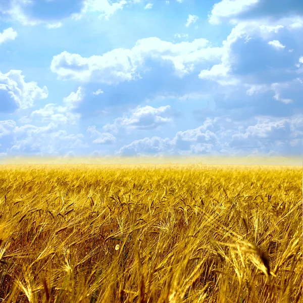 Beautiful yellow field and clouds in the sky — Stock Photo, Image