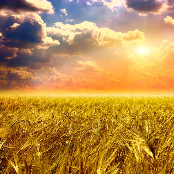 Schönes gelbes Feld und Wolken am Himmel — Stockfoto