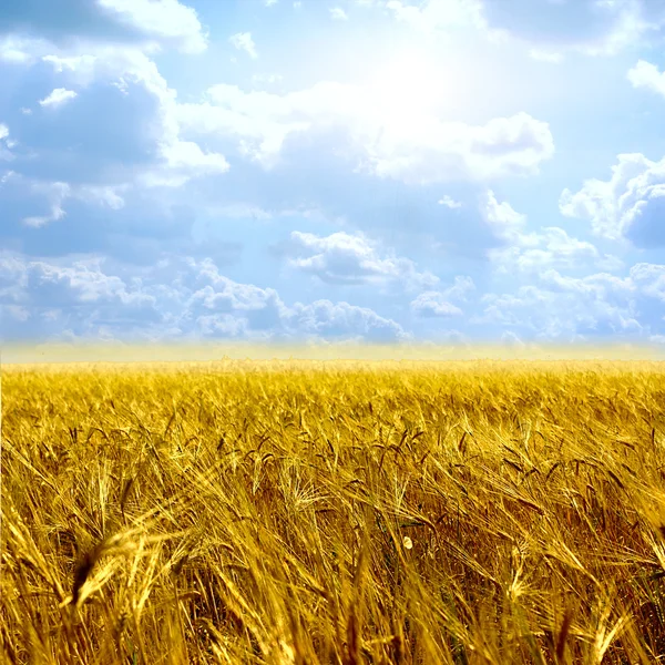 Beautiful yellow field and clouds sky — Stock Photo, Image