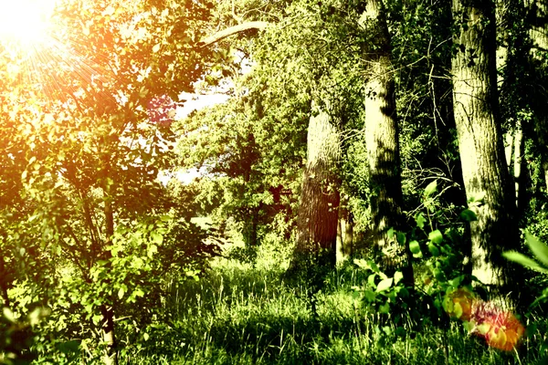 Os inimigos verdes no verão com o sol — Fotografia de Stock